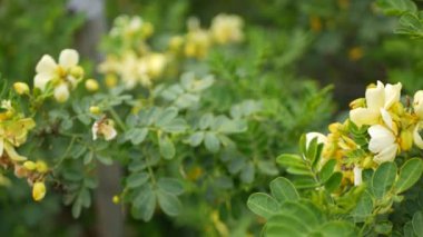 Kaliforniya 'nın bahçesinde sarı senna çiçeği. Cassia Candlewood bahar mevsimi saf çiçek, romantik botanik atmosfer, narin bir çiçek. Bahar ışığı renkleri. Yumuşak bulanıklık tazelik, sakin bir sabah.