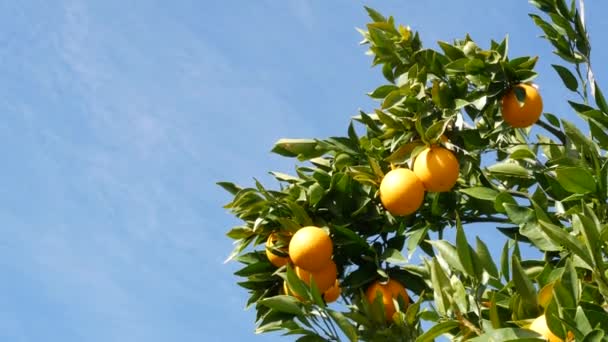 Εσπεριδοειδή πορτοκαλιάς σε δέντρο, Καλιφόρνια ΗΠΑ. Ανοιξιάτικος κήπος, φυτεία αγροτικών εκμεταλλεύσεων, κηπουρική. Ζουμερά φρέσκα φύλλα, εξωτική τροπική συγκομιδή στο κλαδί. Ανοιξιάτικος ουρανός — Αρχείο Βίντεο