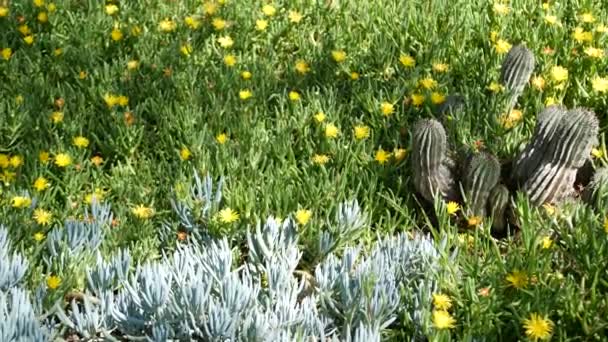Ogrodnictwo soczyste w Kalifornii, USA. Projektowanie ogrodów. Naturalne botaniczne ozdobne meksykańskie rośliny i kwiaty, sucha pustynna kwiaciarnia. Spokojny klimat. Figa kwaśna lub gorąca — Wideo stockowe