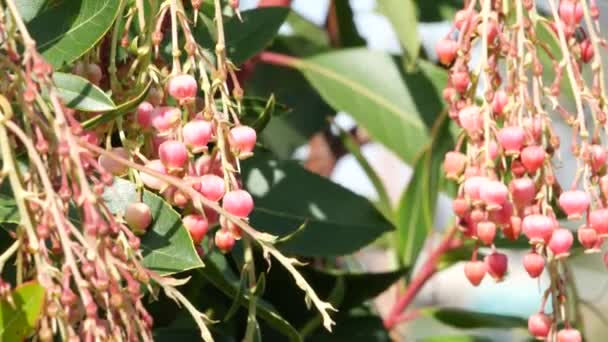 Monarch Kelebeği Arbutus çiçeğini polenledi, Kaliforniya ABD. Pembe medrese çiçeği, romantik botanik atmosfer, narin egzotik çiçekler. Bahar pastel renkleri. Bahçede bahar sabahı tazeliği — Stok video
