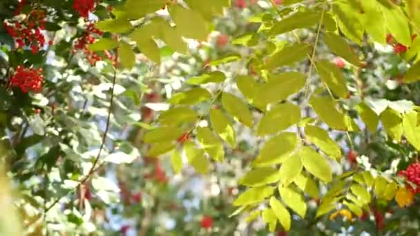 Bayas rojas en el árbol, jardinería en California, EE.UU. Fondo botánico atmosférico natural de cerca. Viburnum, jardín matutino de primavera u otoño o bosque, primavera fresca o flora otoñal en suave enfoque — Vídeo de stock