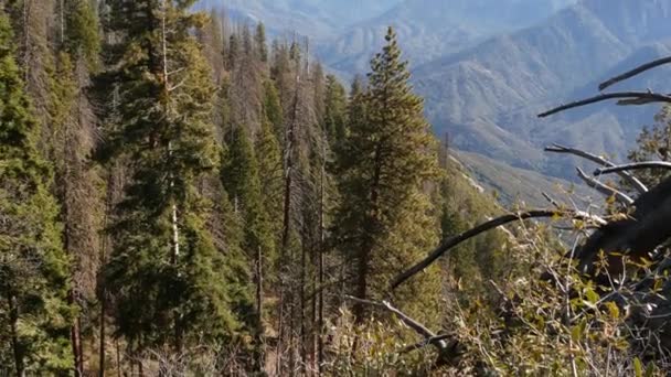 Панорамный вид со скалы Моро в лесном национальном парке Секуа, Северная Калифорния, США. Вид на старорастущий лес, хвойные деревья в горах Сьерра-Невады. Смотровая площадка рядом с Кингз Каньон — стоковое видео