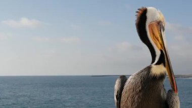 Kaliforniya okyanus plajı, rıhtımdaki vahşi kahverengi pelikan. Kıyıdaki pelecanus, büyük kuş. Büyük gagalı.