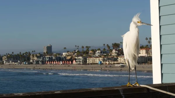 Aigrette blanche enneigée sur les garde-corps des jetées, Californie États-Unis. Plage océanique, vagues d'eau de mer. Oiseau héron côtier — Photo