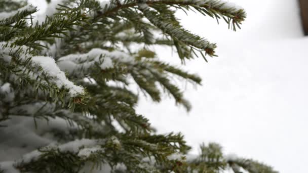 雪のフレークのスプルース、松やモミ、針葉樹のクリスマスツリーに落ちる雪のフレーク — ストック動画