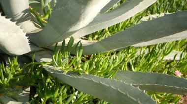 Agave yaprakları, Kaliforniya, ABD 'de sulu bahçıvanlık. Ev bahçesi tasarımı, yukka, yüzyıl bitkisi ya da aloe. Doğal botanik süslemeleri, Meksika ev bitkileri, kurak iklim dekoratif bitki örtüsü.