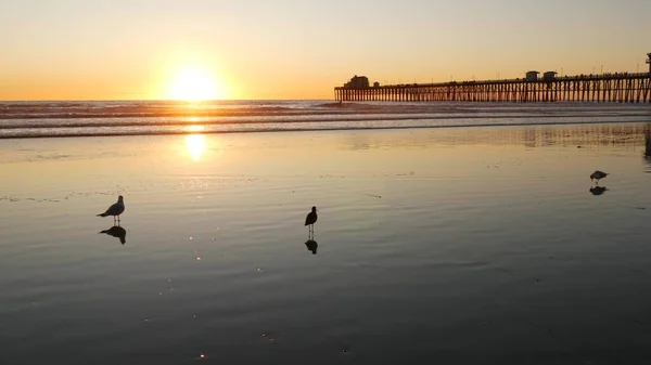 Sylwetka pomostu o zachodzie słońca, Kalifornia, USA, Oceanside. Ocean tropikalna plaża. Ptak mewa blisko fali — Zdjęcie stockowe