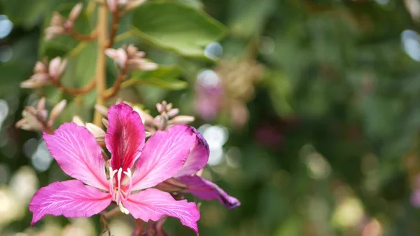 Purple bauhinia orchidée fleur d'arbre, Californie États-Unis. Violet exotique floraison tropicale, jungle forêt tropicale atmosphère soft focus. Magenta foncé vif fleurs florales naturelles pétales délicats gros plan — Photo