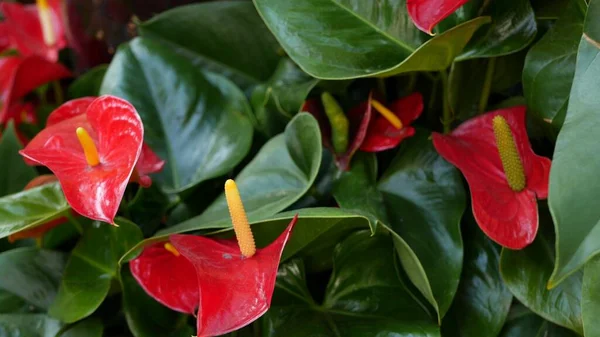 Rödlilja, mörkgröna blad. Elegant maroon blommar. Exotisk tropisk djungel regnskog, snygg trendig botanisk atmosfär. Naturlig levande grönska, paradis estetik. Arumväxter — Stockfoto