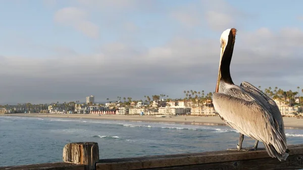 Pélican brun sauvage sur la jetée, Californie océan plage États-Unis. Pelecanus côtier, gros oiseau. Grand bec bec de bec — Photo