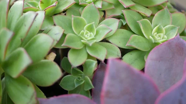 Succulent növények gyűjtése, kertészkedés Kaliforniában, USA. Lakáskerttervezés, különféle botanikus tyúkok és csibék változatossága. Dekoratív díszítő echeveria szobanövények válogatott keveréke, virágtermesztés — Stock Fotó