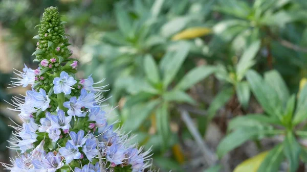 Pýcha fialových květů madeiry, Kalifornie USA. Echium kandicans fialová fialová fialová květina. Domácí zahradničení, americká dekorativní dekorativní pokojová rostlina, přírodní botanická atmosféra. Kuželovitý květ — Stock fotografie