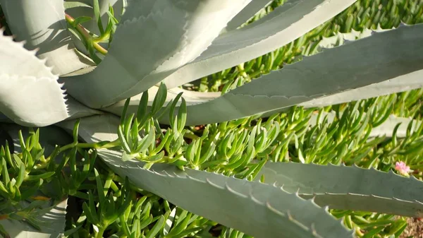 Agave leaves, soczyste ogrodnictwo w Kalifornii, USA. Projektowanie ogrodów, yucca, wieku roślin lub aloesu. Naturalne botaniczne ozdobne meksykańskie rośliny domowe, pustynny suchy klimat dekoracyjna florystyka — Zdjęcie stockowe