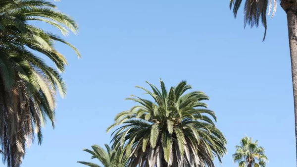 Palmeras en Los Ángeles, California, EE.UU. Estética veraniega de Santa Mónica y Venice Beach en el océano Pacífico. Cielo azul claro y palmeras icónicas. Atmósfera de Beverly Hills en Hollywood. LA vibraciones — Foto de Stock