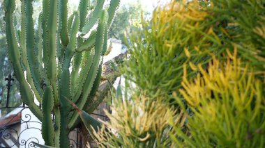 Kaktüs sulu bitki, California USA. Çöl bitkisi, kurak iklim doğal çiçek, botanik yakın plan. Yeşil süslemeli sıra dışı ev bitkisi. Amerika 'da bahçıvanlık, aloe ve agave ile büyür