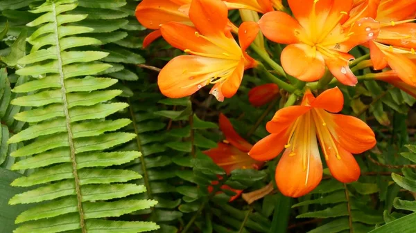 Natal bush kafir lily flower, California, USA. Clivia miniata orange flamboyant exotique flamboyant floraison botanique vibrante. Jungle tropicale atmosphère de forêt tropicale. Jardin naturel vert juteux frais vif — Photo