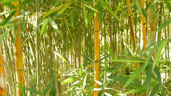 Δάσος μπαμπού, εξωτική ασιατική τροπική ατμόσφαιρα. Πράσινα δέντρα σε διαλογιστικό κήπο feng shui zen. Ήσυχο ήρεμο άλσος, πρωινή αρμονία φρεσκάδα στο πυκνό δάσος. Ιαπωνική ή κινεζική φυσική ανατολίτικη αισθητική — Φωτογραφία Αρχείου