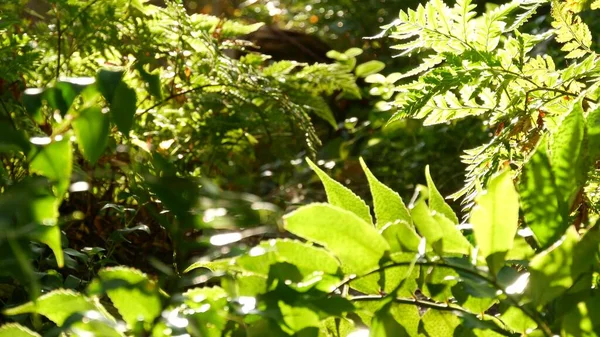 Bosque subtropical en California USA. Ambiente fresco de primavera por la mañana, madera verde brillante, bosque lluvioso natural soleado. Exuberante follaje de primavera soleado desierto de bosques. Verde jugoso botánico — Foto de Stock