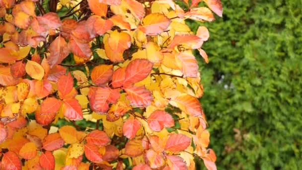 Жовте осіннє листя, оранжеве осіннє листя в декоративному саду. Листя в парку . — стокове відео