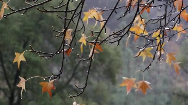 Derramando gotas de chuva, folhas de ácer de outono amarelo. Gotas de água de chuva. — Vídeo de Stock