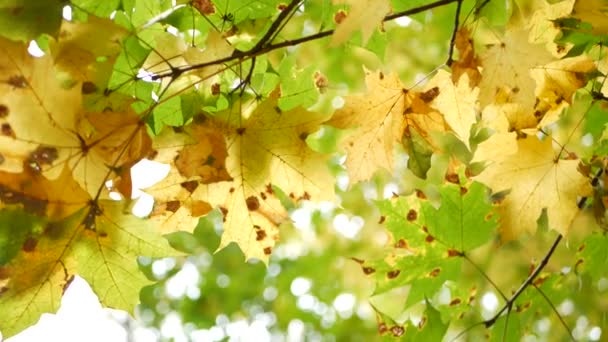 Yellow autumn maple leaves tree branch. Golden fall leaf in forest or woods. — Stock Video