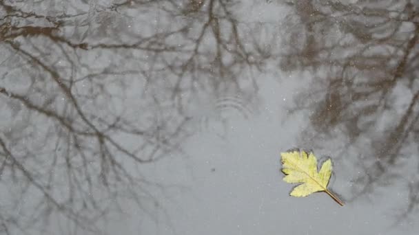 Feuilles de chêne jaune tombées à l'automne, flaque d'eau sur asphalte gris. Automne arbre nu sans feuilles — Video