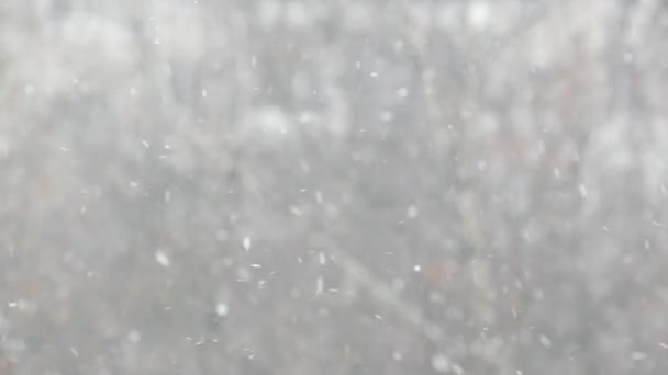 Weiße Schneeflocken fallen im Winter, Schneeflocken des winterlichen Weihnachtsschneefalls. — Stockvideo