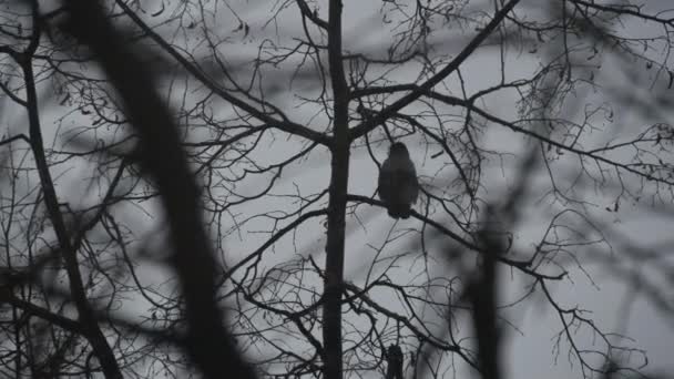 Gotische zwarte raaf vogel op kale bladloze tak, dramatische donkere kraai op herfstboom — Stockvideo
