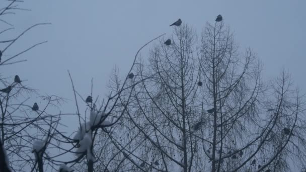 Les oiseaux de corbeau noir affluent, la branche nue sans feuilles, beaucoup de corbeaux foncés sur l'arbre en hiver — Video