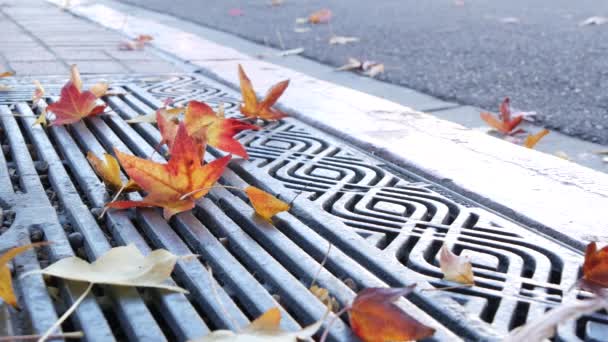 Dry yellow autumn fallen maple leaves, metal grate on ground of american street. — Stock Video