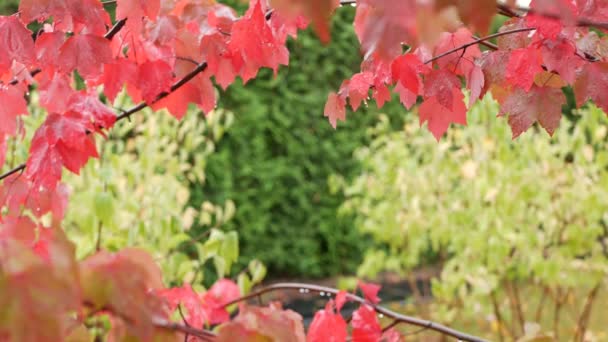 Regndroppar, röda löv höstlönn. Vattendroppar, blöta löv i skogen — Stockvideo