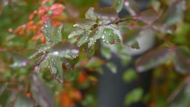 La pluie tombe sur les feuilles d'automne. Gouttelettes d'eau, feuilles d'automne mouillées dans la forêt ou les bois. — Video