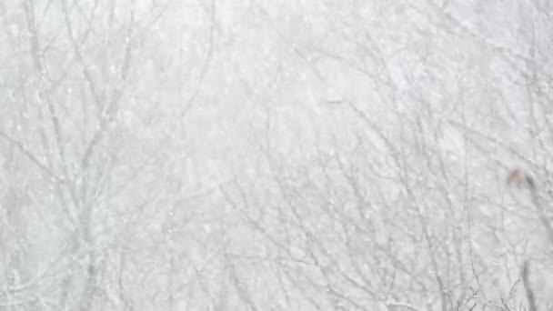 冬の雪の結晶クリスマスの雪。冬に降る白い雪のフレーク. — ストック動画