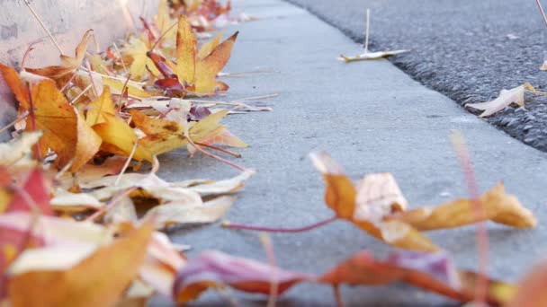 Kuru sarı sonbahar akçaağaç yaprakları Amerikan şehir caddesinde kaldırım kenarında.. — Stok video