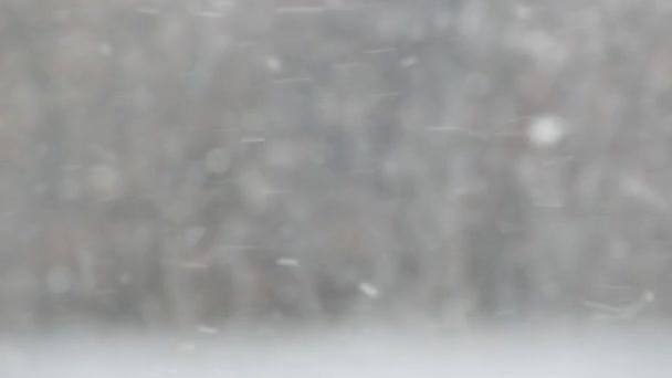 Copos de nieve blancos cayendo en invierno, copos de nieve de invierno nevadas de Navidad. — Vídeo de stock