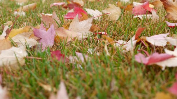 Feuilles mortes jaunes d'érable d'automne sèches, feuilles d'automne orange dans le vent sur le sol. — Video