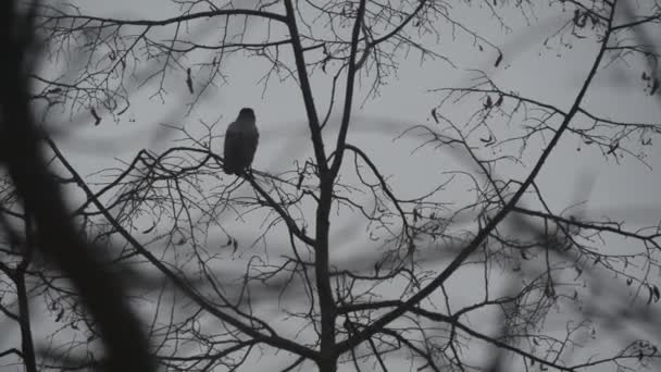 Gótico pássaro corvo preto no ramo sem folhas nua, corvo escuro dramático na árvore de queda — Vídeo de Stock