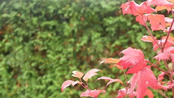 Regndroppar, röda löv höstlönn. Vattendroppar, blöta löv i skogen — Stockvideo
