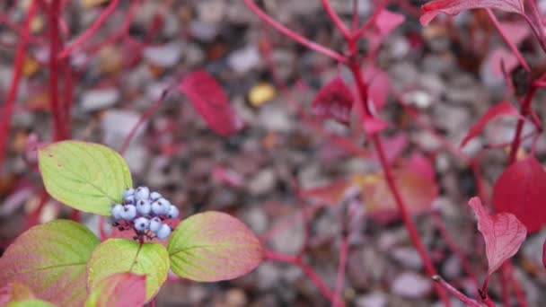 Czerwona jesień liście, dzika jagoda jagoda opadają liść w lesie lub lesie. Liście w parku. — Wideo stockowe