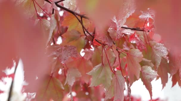 Краплі дощу, листя кленового дерева червоної осені. Крапля води, вологий осінній лист у лісі — стокове відео