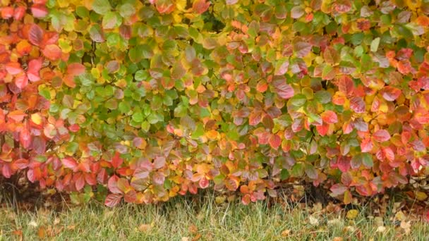 秋天的黄叶,橘黄色的落叶在观赏园里.公园内的树叶. — 图库视频影像