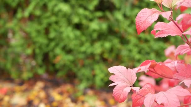 Kırmızı sonbahar akçaağacı ağaç dalından ayrılıyor. Ormanda ya da ormanda canlı bir yaprak. — Stok video