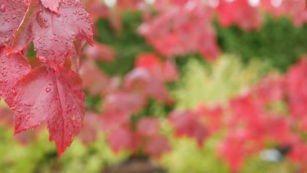 Gotas de chuva, folhas de ácer de outono vermelho. Gotas de água, folha de queda molhada na floresta — Vídeo de Stock