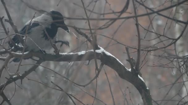 고딕검은 철새, 맨 잎 이 없는 나뭇가지, 겨울 땅거미가 있는 나무 위의 검은 까마귀. — 비디오