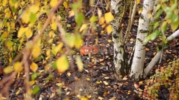 Écorce rayée de bouleau d'automne, feuilles jaunes oranges dans la forêt dorée d'automne. — Video