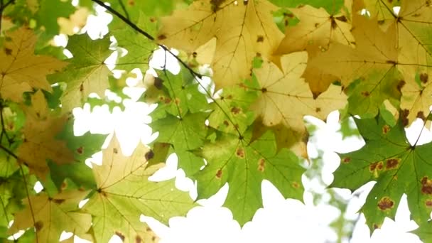 Gele herfst esdoorn bladeren boom tak. Gouden herfstblad in bos of bos. — Stockvideo