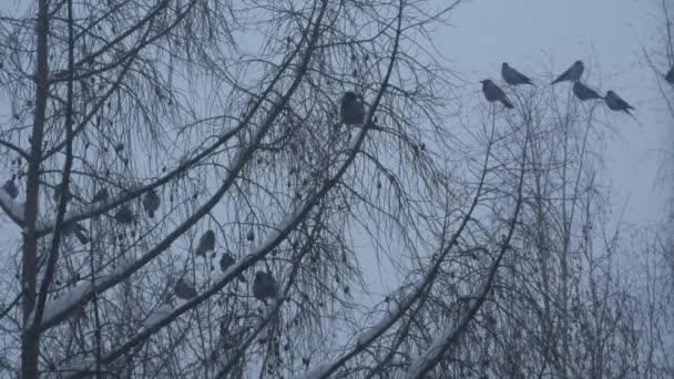 Svarta korp fåglar flockas, barblad gren, många mörka kråkor på träd på vintern — Stockvideo