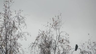Yapraksız dalda kara kuzgun kuşu, Sonbahar ağacında dramatik kara karga