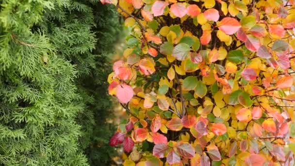 Feuilles d'automne jaunes, feuilles d'automne orange dans le jardin ornemental. Feuilles dans le parc. — Video