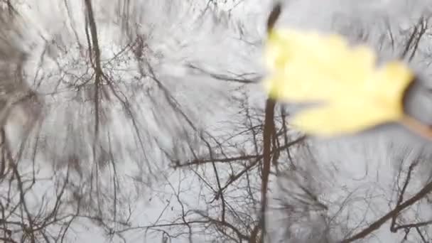 Gelbe herbstliche Eichenblätter, Pfützen auf grauem Asphalt. Kahler, blattloser Baum fällt — Stockvideo